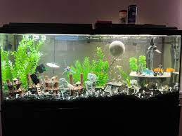 aquarium decoratie belgië