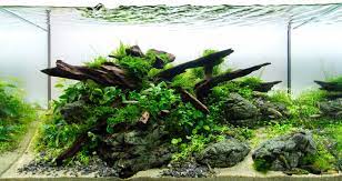 aquascape