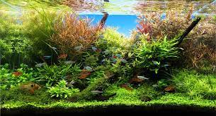 planten aquarium