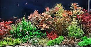 waterplanten aquarium