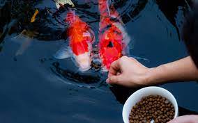 koi visvoer