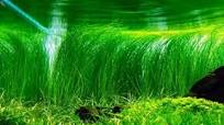 aquarium-planten