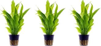 aquariumplant