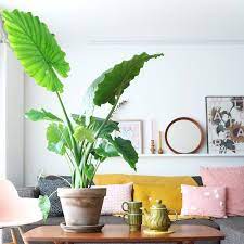 binnenplanten