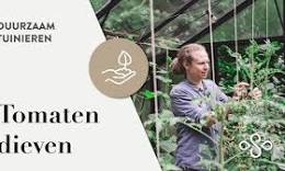 tomatenplanten