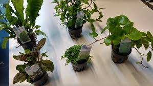online aquariumplanten kopen