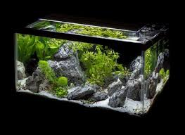 waterplanten kopen aquarium