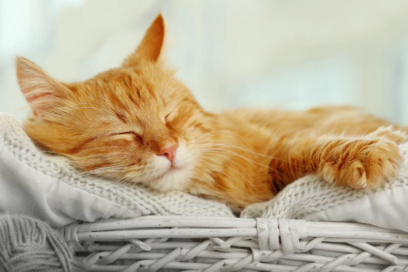 afterpay dierenwinkel