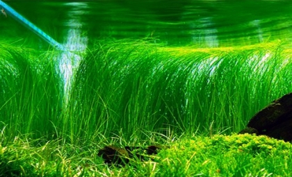 aquarium planten te koop