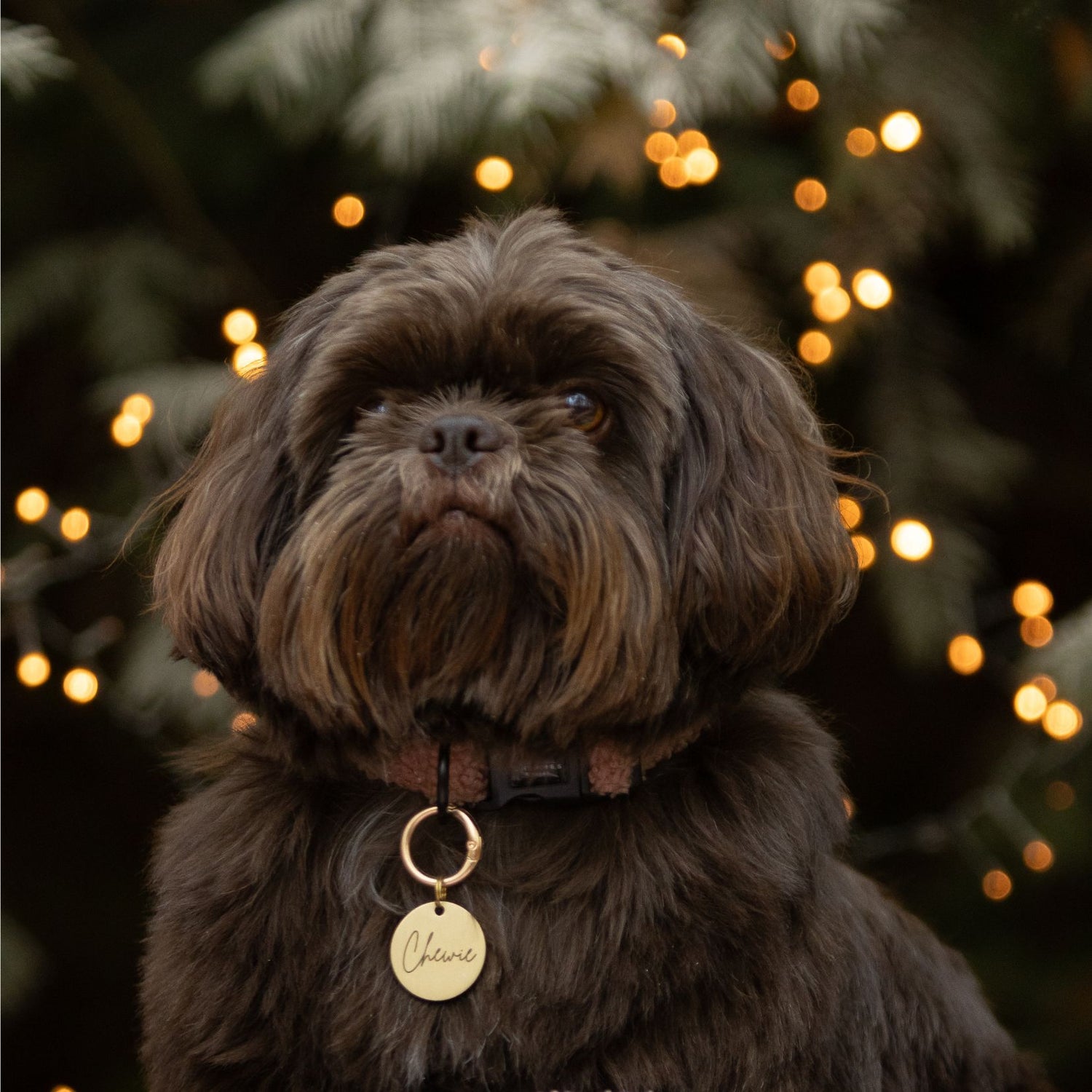 chewies dierenspeciaalzaak