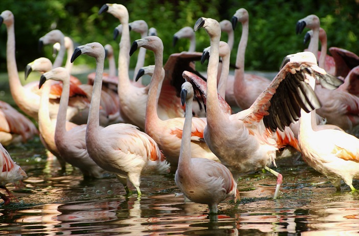 flamingo dierenspeciaalzaak