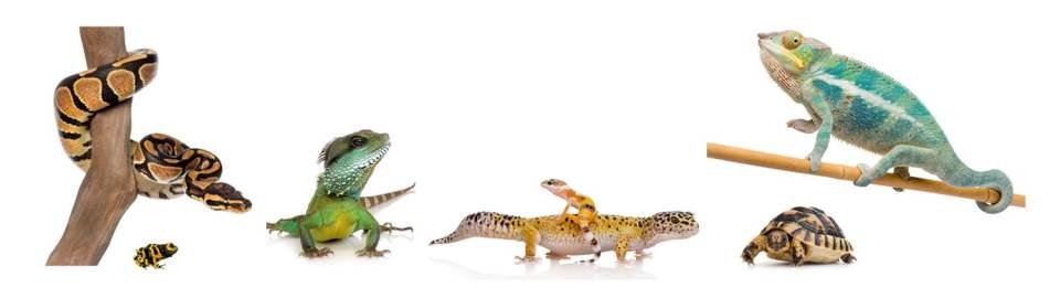 petshop dierenwinkel