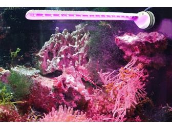 zee aquarium verlichting