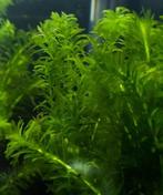 aquarium plant kopen