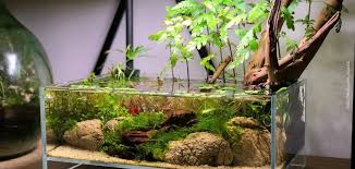 aquarium planten kopen online