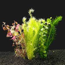 aquariumplanten online bestellen
