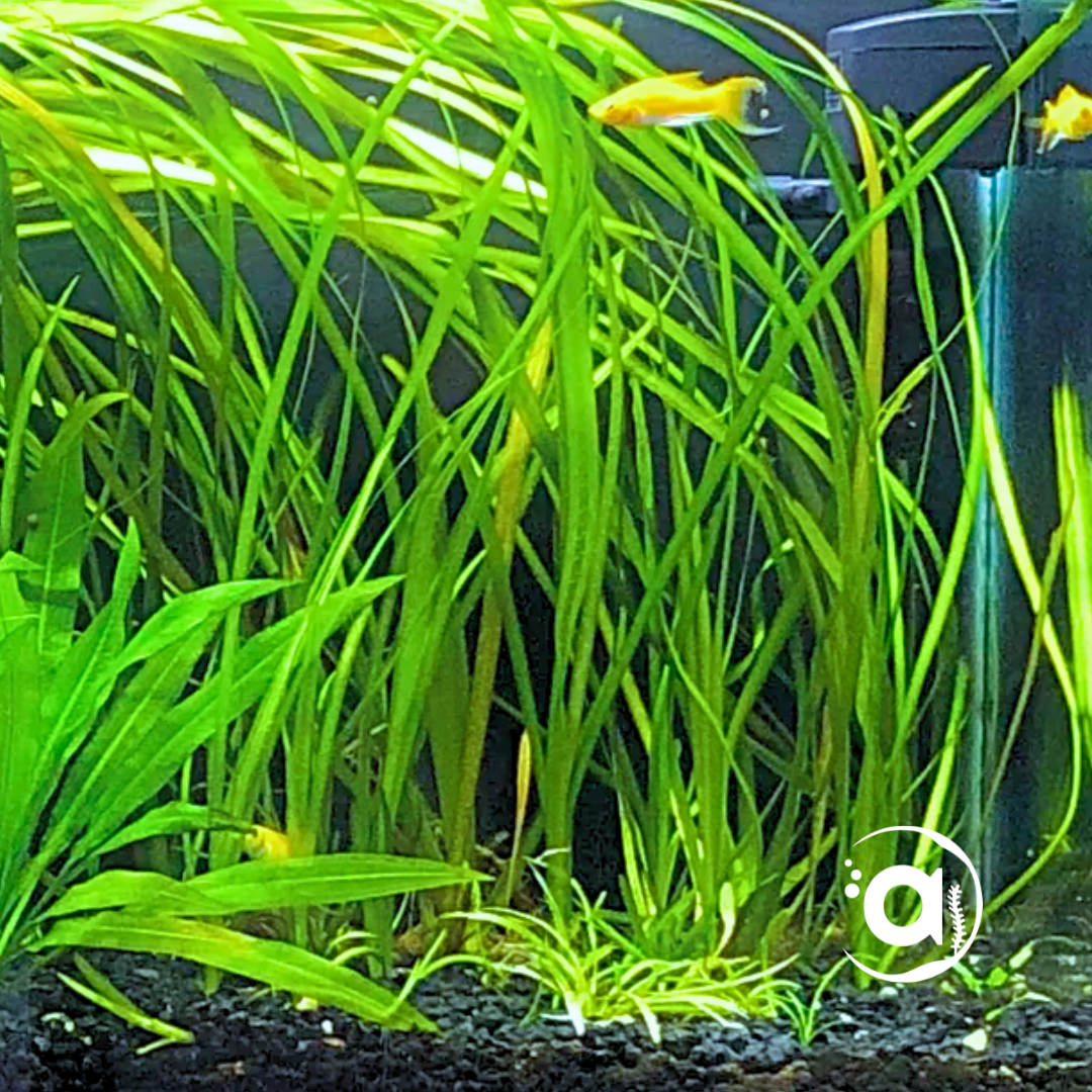 aquariumplanten online kopen