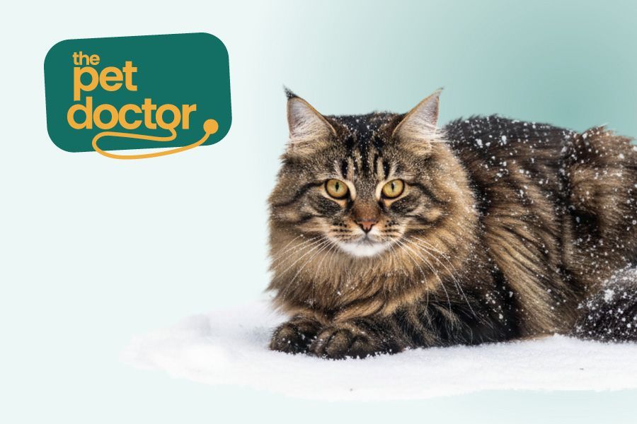 dierenspeciaalzaak online shop