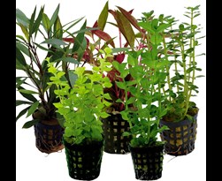 aquarium plant kopen