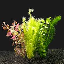 aquarium planten bestellen