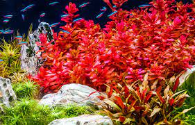 aquariumplanten online bestellen