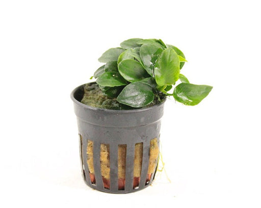 aquariumplanten online kopen