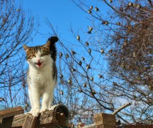 dierenspeciaalzaak katten