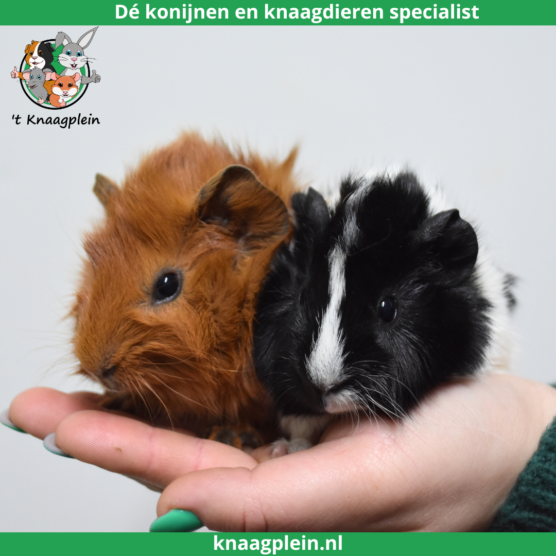 dierenspeciaalzaak knaagdieren