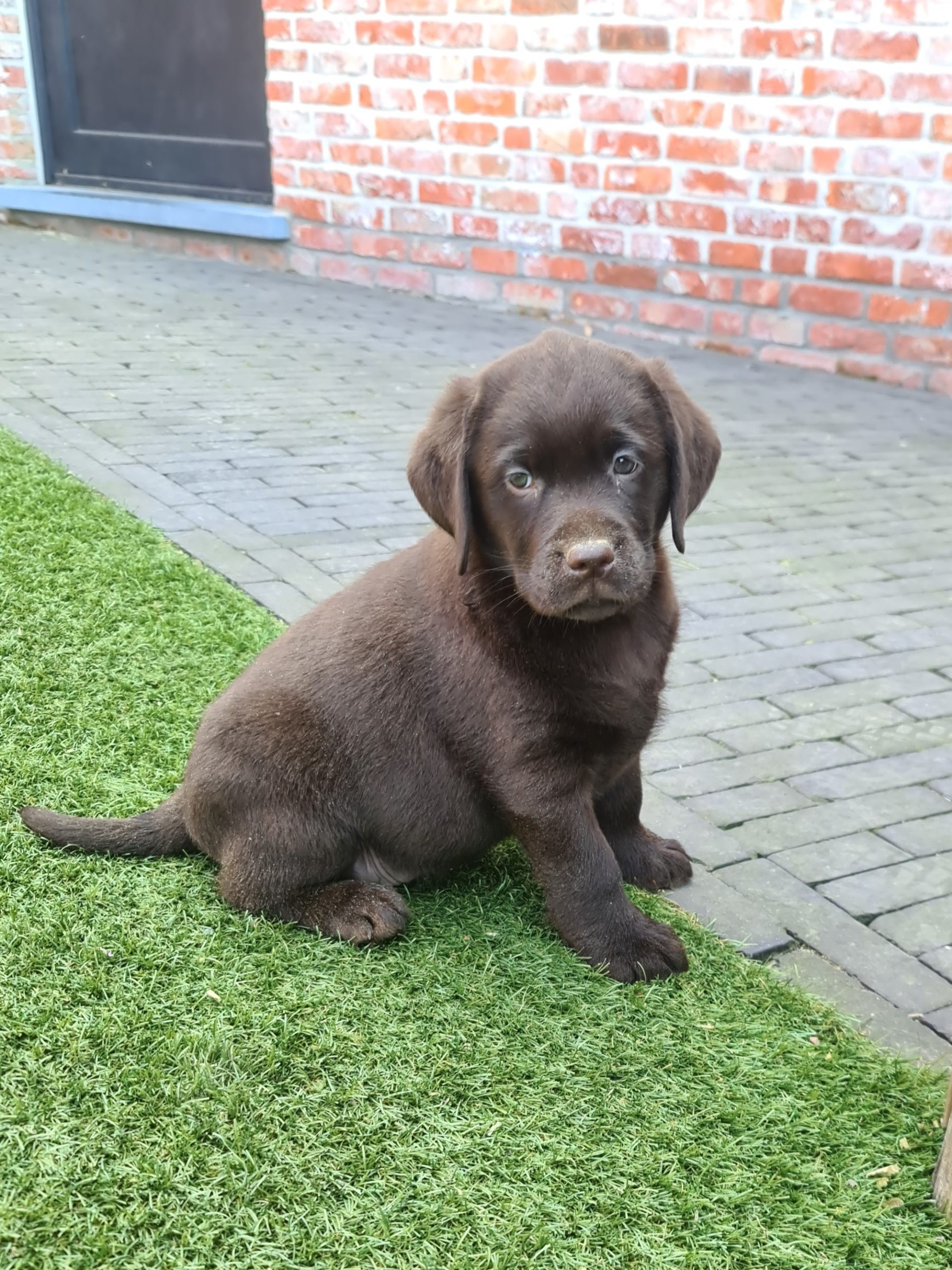 dierenspeciaalzaak met puppies