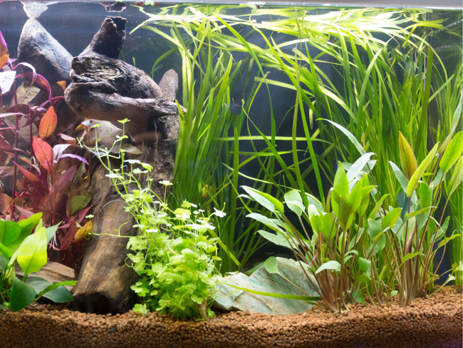 aquariumplanten aanbieding