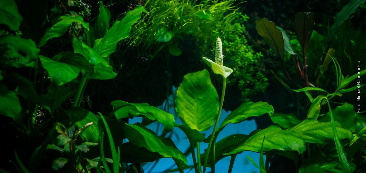aquariumplanten voorgrond