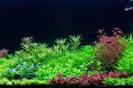 aquascaper