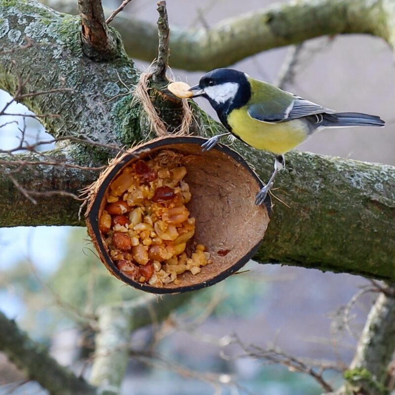 vogelvoer