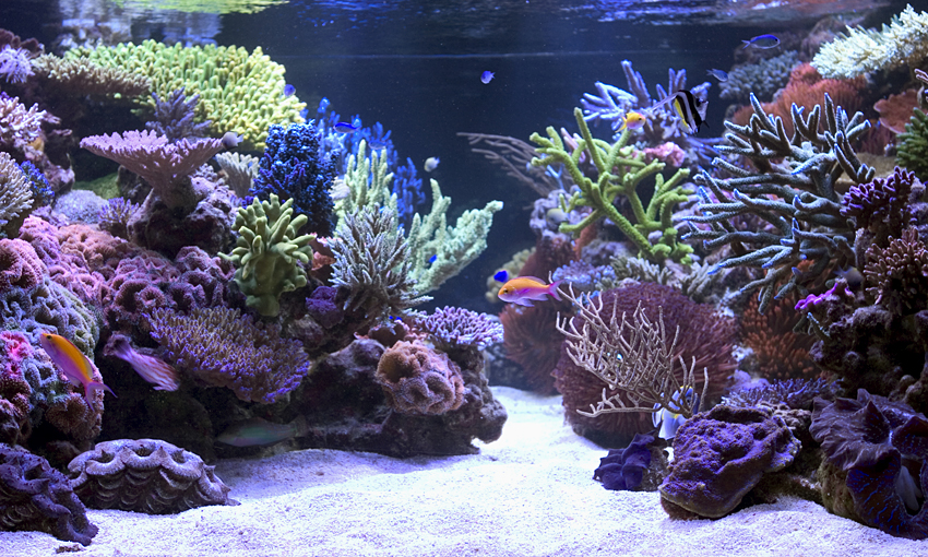 aquascaping aquarium