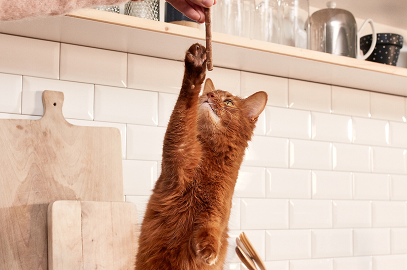 dierenwinkel wilrijk
