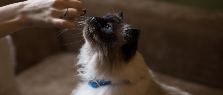 goedkoopste online dierenwinkel