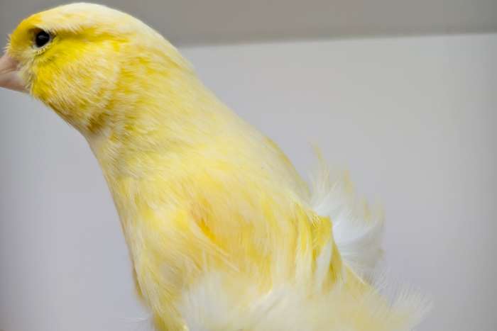 kanarie kopen dierenwinkel