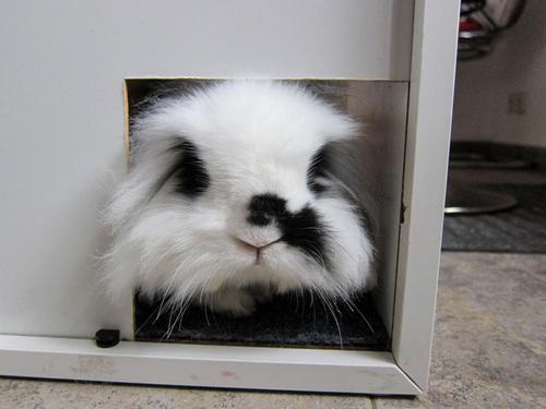 konijnen kopen dierenwinkel