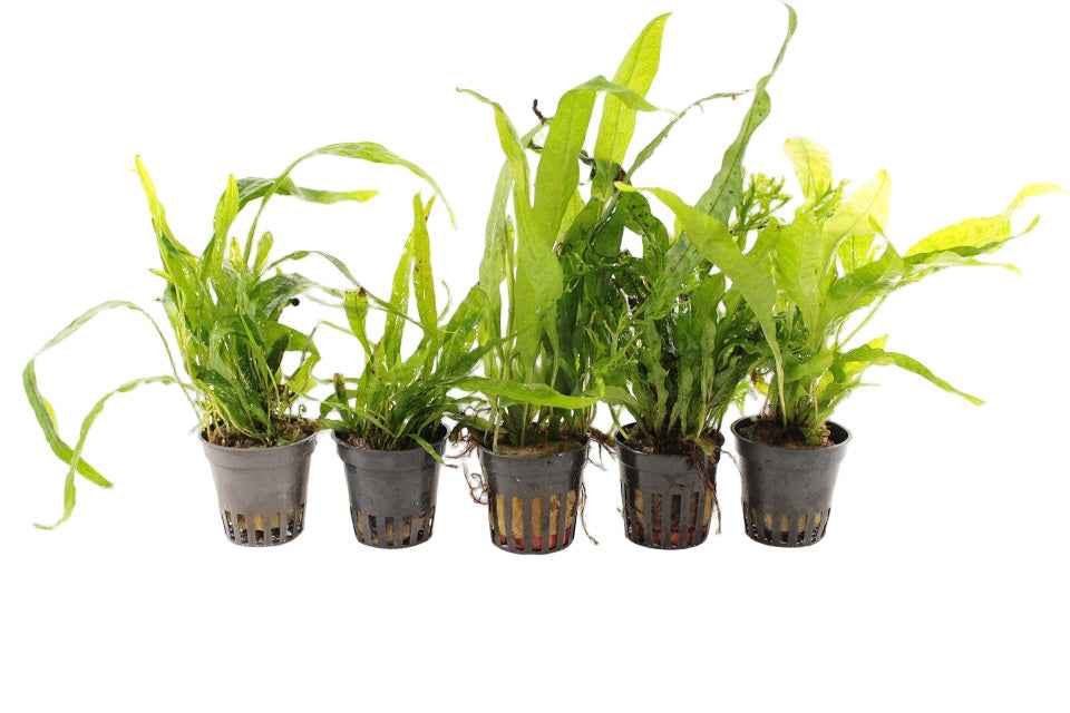 aquariumplantenshop