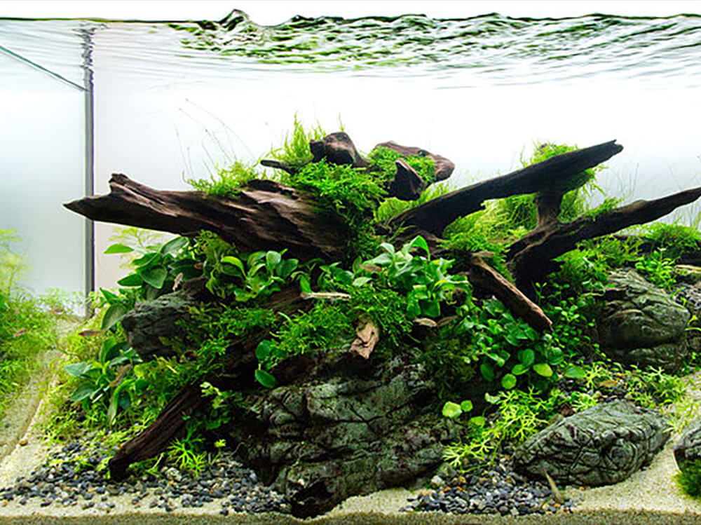 aquascape aquarium