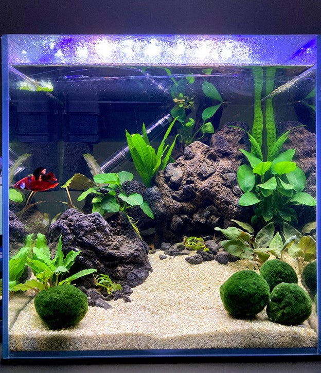 betta aquarium inrichting