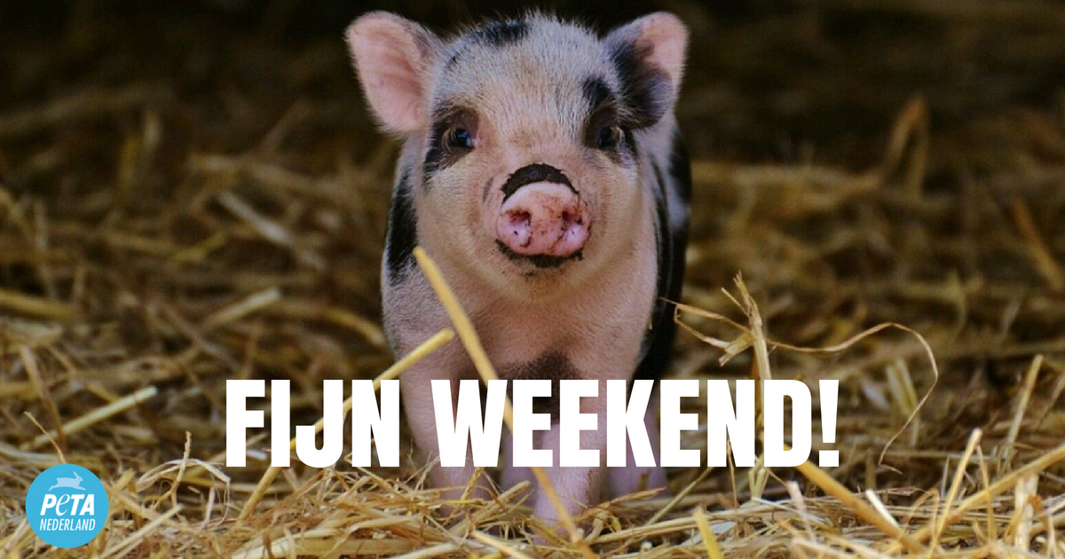 dierenliefhebbers