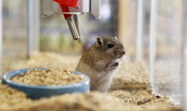 dierenspeciaalzaak vervoort