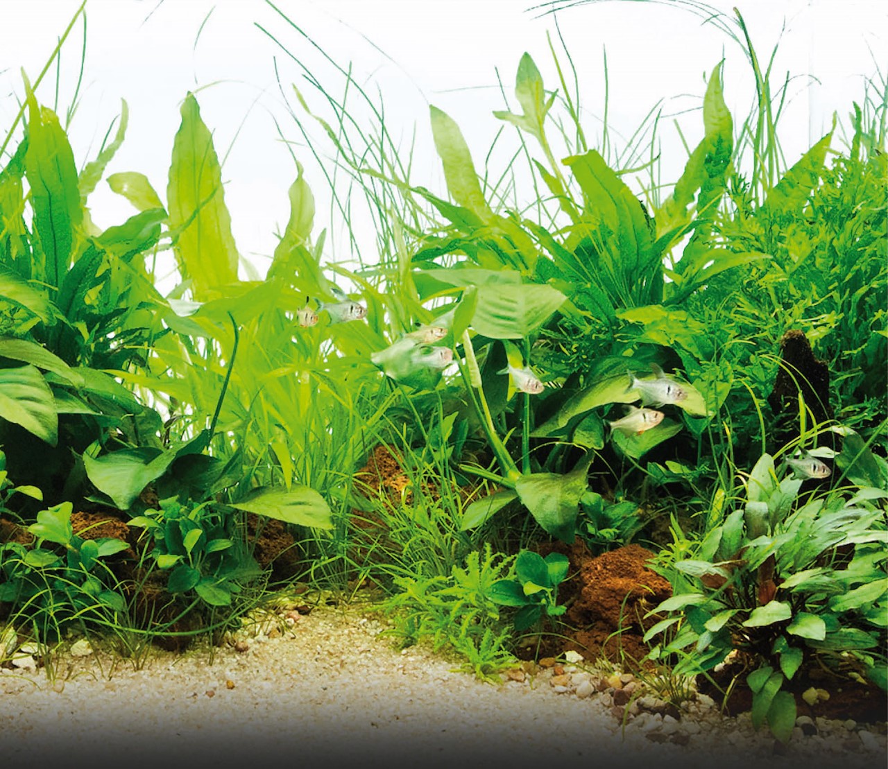 makkelijke aquarium planten