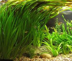 makkelijke aquariumplanten