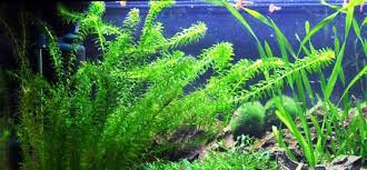 zuurstofplanten aquarium